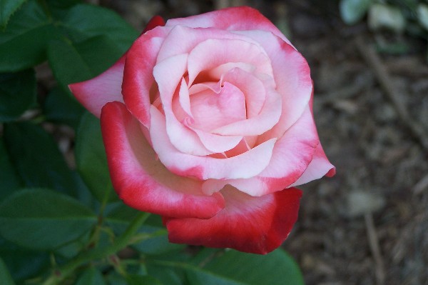 The grass withers and the flowers fall, but the word of our God stands forever. Isaiah 40:8